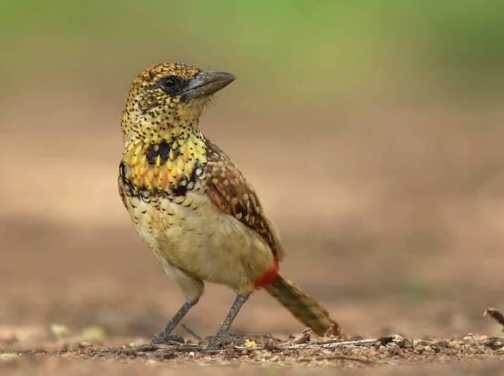 D'Arnaud's Barbet Birding View